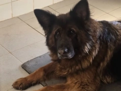 Wrocławianin pozbył się problemu. Oddał Miśkę do schroniska, bo... szczeka i jest głupia