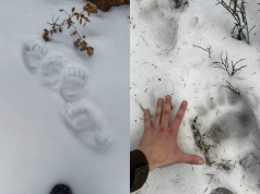 W sądeckich lasach natrafiono na ślady niedźwiedzia