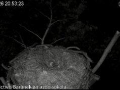 Transmisja z ptasich gniazd