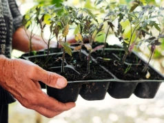Superodżywka za darmo. Wszystkie sadzonki rosną po niej szybciej i nie gniją