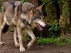 Brakuje danych, rosną problemy. KRIR chce zmian w liczeniu dzikich zwierząt