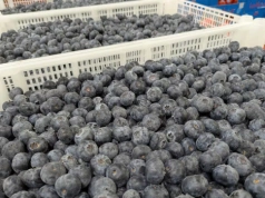 Ukraińska borówka w 2026 roku: nowe szanse czy rosnąca presja konkurencji?