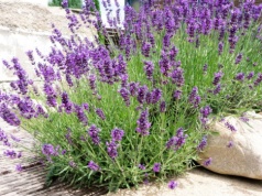 Wiosną koniecznie zrób to z lawendą. Będzie bujnie kwitła cały sezon