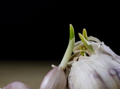 Czy kiełkujący czosnek można jeść? Naukowcy wyjaśniają, co zmienia się podczas kiełkowania
