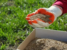 Murawa jak na Narodowym? Czy już dosiewać trawę, czy jeszcze poczekać