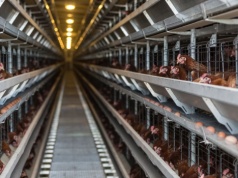 Ogniska rzekomego pomoru 2026 – kolejne w Polsce