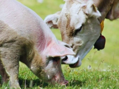 Zabierają rolnikom bydło i świnie. Czas na pilną zmianę prawa