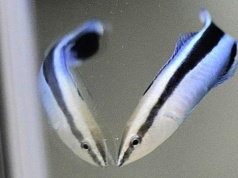 Lustro nie kłamie, ale test bywa podstępny. Ryba wywraca temat do góry nogami