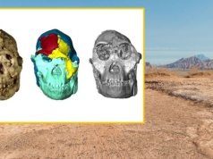 Oto oblicze jednego z najstarszych homininów. Poznaj naszego przodka "Małą Stopę"