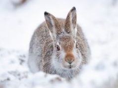 Zostawił króliki na pewną śmierć. Mężczyzna w rękach policji