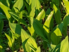 Wytnij czym prędzej. Wielu ogrodników pożałowało decyzji o posadzeniu