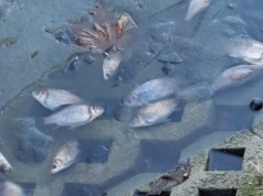 Śnięte ryby w siedleckim parku. Urząd wyjaśnia: staw zamarzł do samego dna