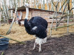 Cztery lata więzienia za zabicie strusia Zenka. Zapadł rzadko spotykany wyrok