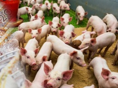 Ceny tuczników rosną – rynek łapie oddech