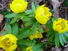 Mało znany zwiastun wiosny. Kwitnie w śniegu i ma nietypowe właściwości