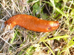 Nowa technologia namierzy ślimaki na polu