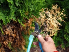 Kiedy przycinać krzewy i żywopłot? Jeden błąd może kosztować cię cały sezon