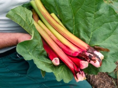 Podlewam tym rabarbar co 3 tygodnie. Potem zbieram łodygi jak z targu, grube i pełne soku