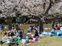 Zapomnij o Japonii. Kwitnące wiśnie bez tłumów zobaczysz w innym kraju