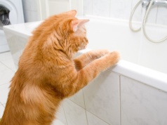 Twój kot robi tak w nocy? Sprawdź, co to może oznaczać