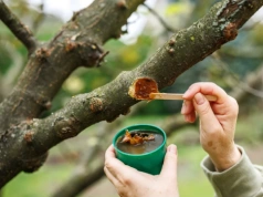 Zrób to zaraz po cięciu drzew. Ta domowa maść chroni przed rakiem i zgorzelą