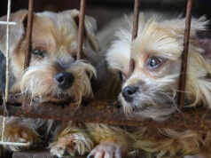 Fundacje i domy tymczasowe nielegalne? W ochronie zwierząt szykuje się prawdziwy paraliż