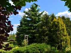 Ściął własne drzewo i wrzucił do pieca. Grozi mu wysoka grzywna