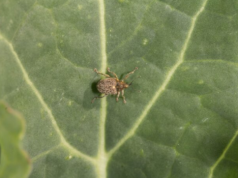 Chowacze w rzepaku ruszyły. Sprawdź progi i kiedy pryskać