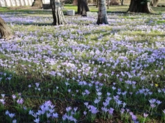 Wrocławski ogród budzi się do życia. Tutaj najlepiej zobaczysz początek wiosny