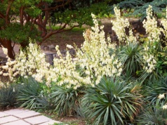 Zrób to w marcu, a juka będzie kwitła całe lato. Wystarczy podlać ją tym