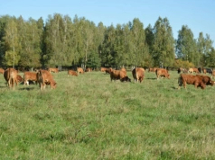 Obszary sezonowo wolne od choroby niebieskiego języka w Polsce. Gdzie KE wprowadziła wyjątkowe strefy?