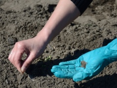 Nie czekaj do maja. Te kwiaty uwielbiają sadzenie już w marcu