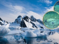 Podwodny robot znalazł pod Antarktyką tysiące jaj. Kto je złożył?