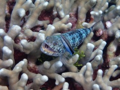 Wargatek bada przyczynowość. Samoświadomość u zwierząt jest powszechna?