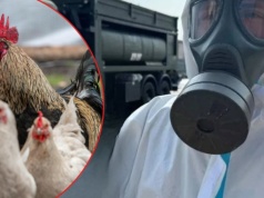 Alarm na fermach w Niemczech. Wybito już 125 tys. zwierząt, ogniska zachorowań także w Polsce