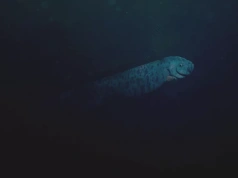 Dokonały na plaży niepokojącego odkrycia. „Dwie ryby zagłady”