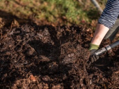 "Czarne złoto" to najlepszy nawóz dla roślin. Tak robią ogrodnicy