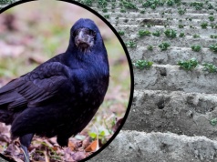 Kruki od wielu lat są zmorą chojnickich rolników. Wyjadają uprawy i roznoszą śmieci