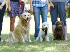 Wrocławskie schronisko szuka ludzi, którzy wyjdą z psami na spacery