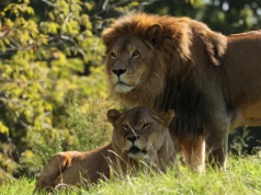 Warszawskie ZOO szykuje huczne urodziny. Znamy szereg atrakcji na najbliższe dni