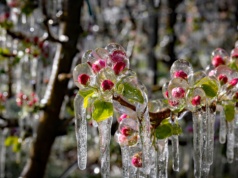 160 mln zł trafiło do rolników poszkodowanych przymrozkami