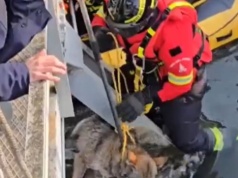 ​Wilczyca utknęła w kanale. Spektakularna akcja strażaków