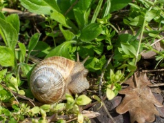 Ogrodnicy robią z nich barierę nie do przejścia. Ślimaki nie znoszą tego kuchennego odpadu
