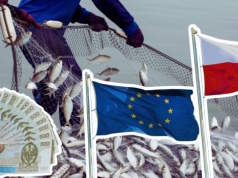 Polska potęgą rybną w Europie. Polacy ich nie jedzą, ale eksport szaleje