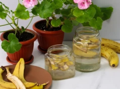 Pokrój, zalej wodą, zaczekaj na bąbelki. Rośliny rosną po tym szybciej niż po nawozie