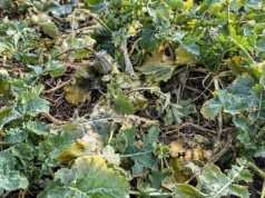 Kiedy bor w rzepaku? Dwa kluczowe warunki