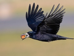 Były u nas liczne, już nie są. "Sytuacja jest dramatyczna". Co się dzieje?