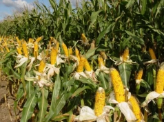 Jak wybrać kukurydzę na kiszonkę? Liczy się strawność i stay green