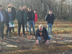 Zagon, woda, cięcie: jak zbudować plantację borówki gotową na zbiór kombajnem?