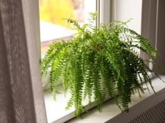 Podlewam tym paprotkę od lat. Wygląda jak z okładki magazynu ogrodniczego